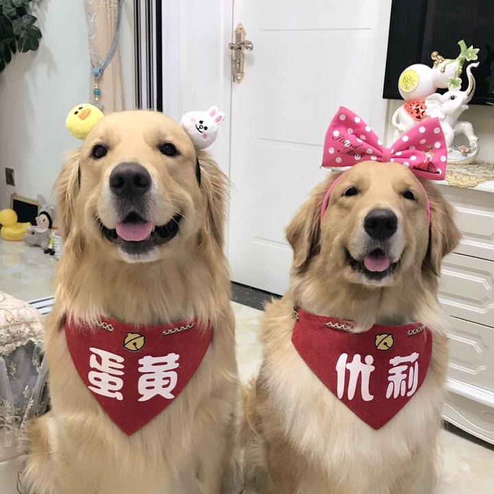 金毛蛋黄数据
