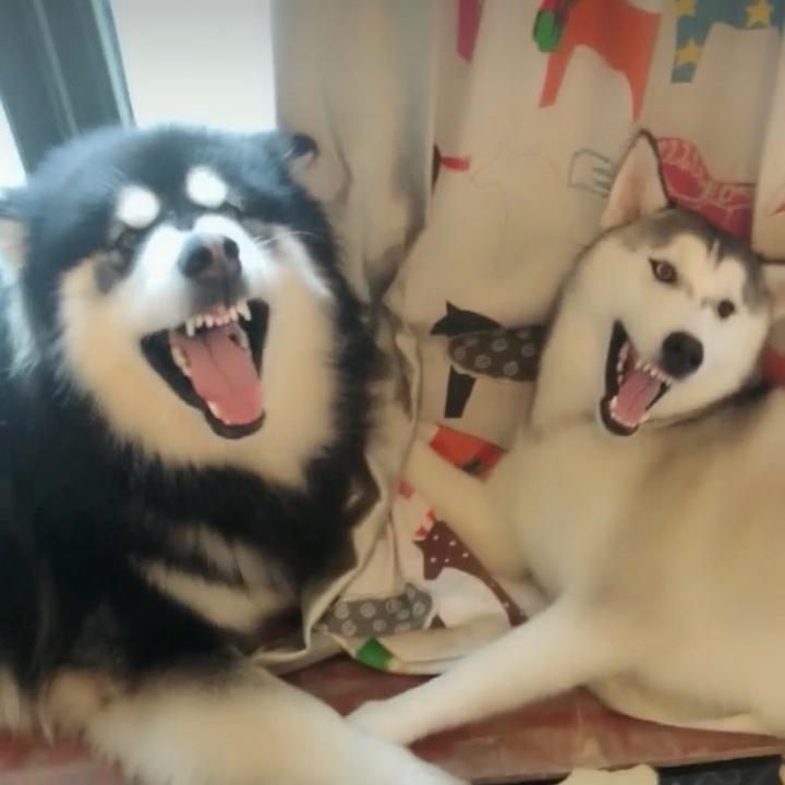 抖音赵拉斯的二狗头像